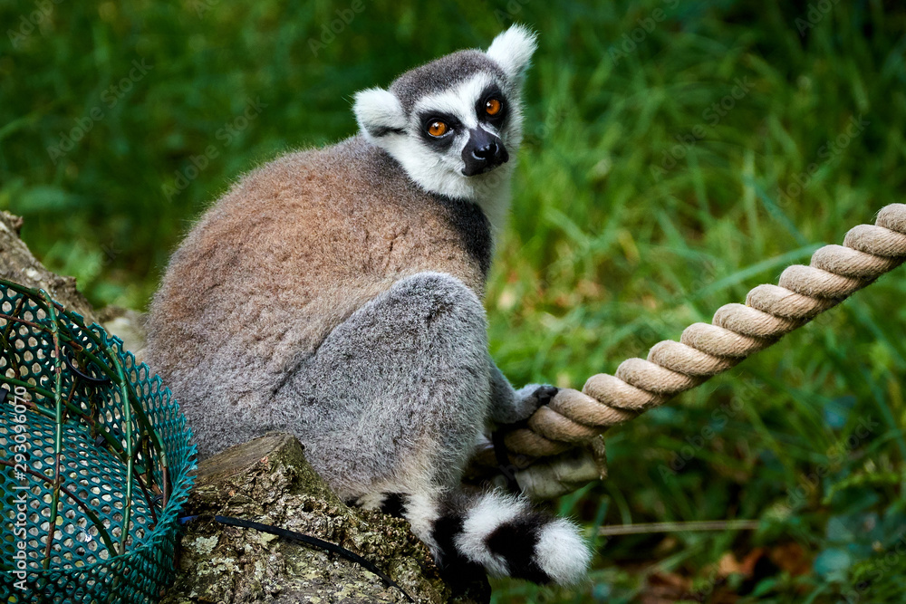 Madagascan lemur Madagascan lemur