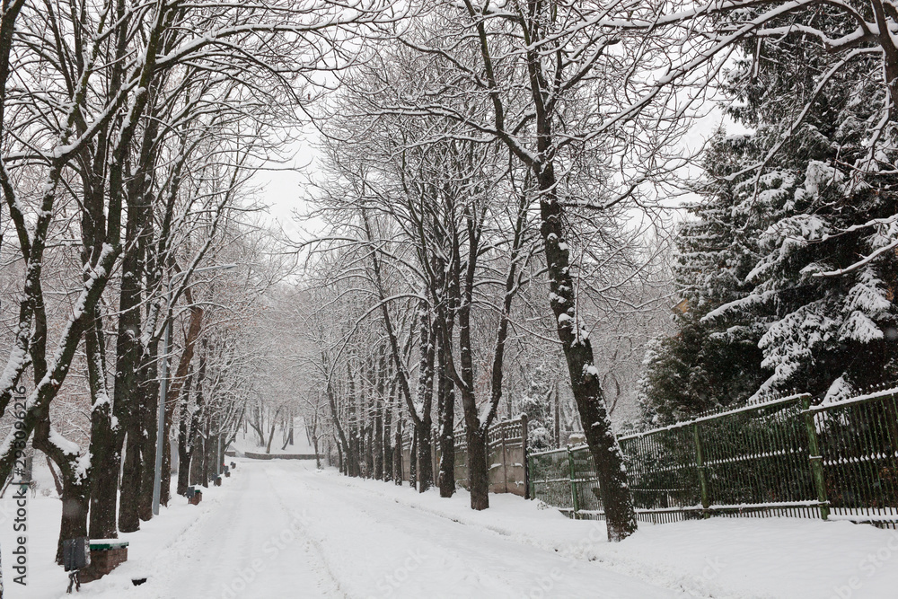 Winter Park. Landscape in snowy weather. Forest under the snow