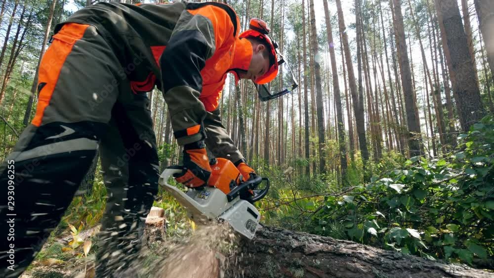 Lumberjack is using a chainsaw to cut a pine. Deforestation, forest cutting concept. Lumberjack is using a chainsaw to cut a pine. Deforestation, forest cutting concept.