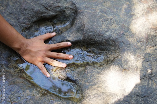Hand compared to dinosaur footprints in the forest park . © Rattana