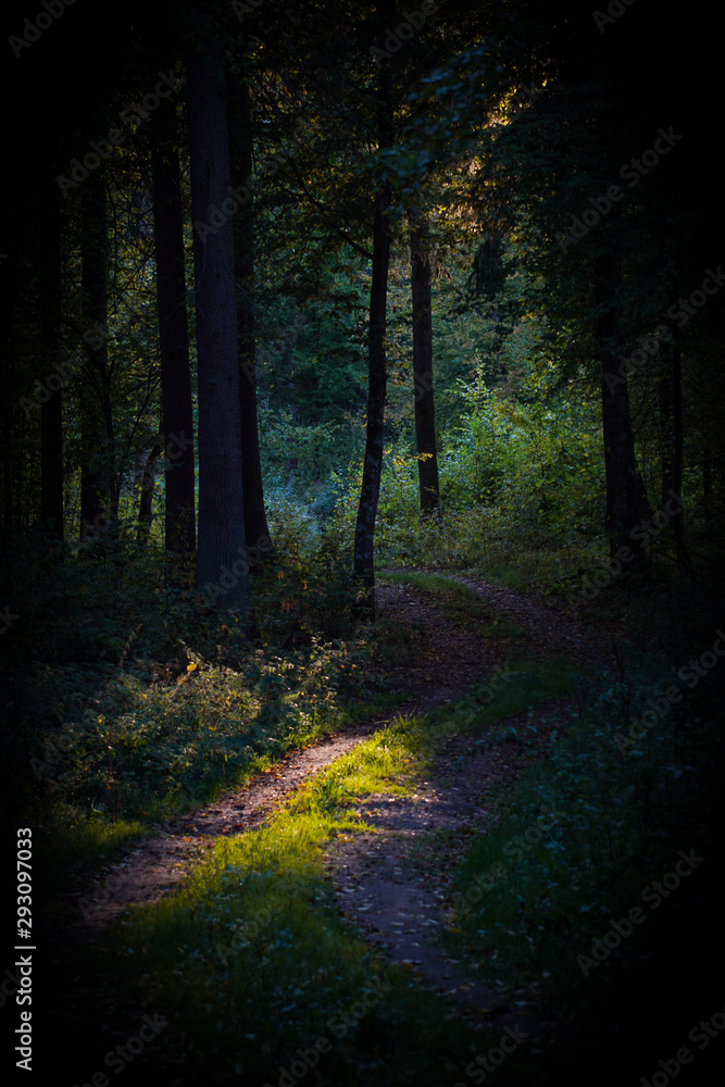 Fototapeta premium Białowieża