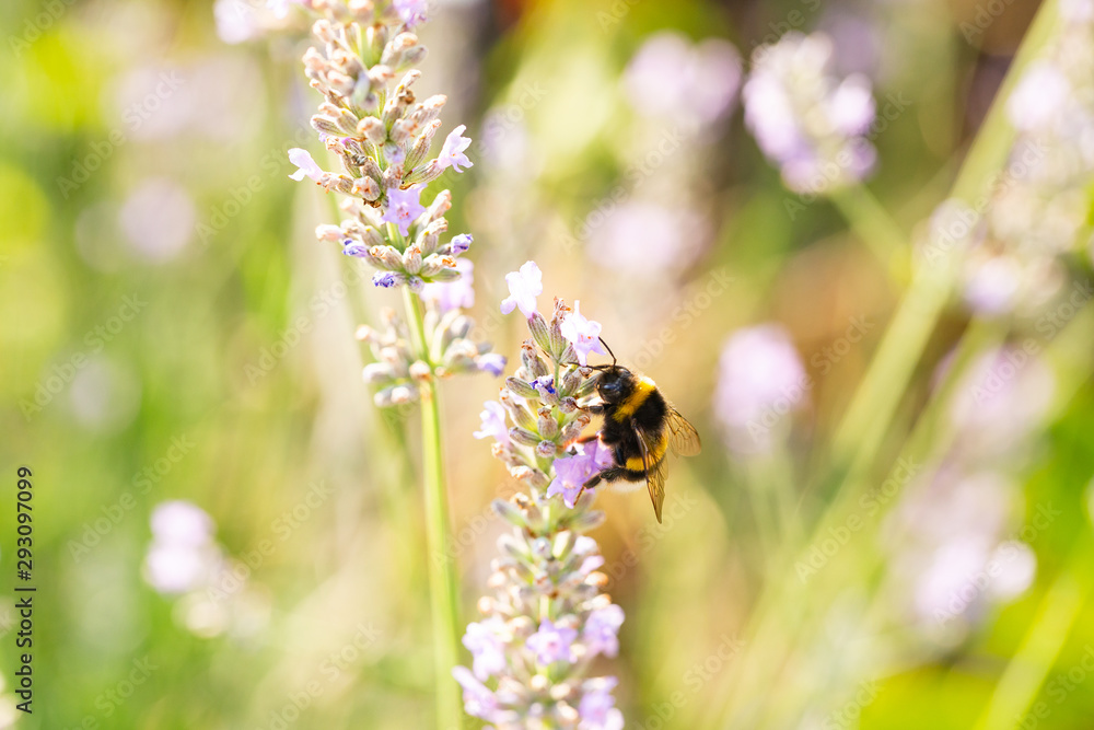Closeup of bee on lavender in a field in Provence, France Closeup of bee on lavender in a field in Provence, France