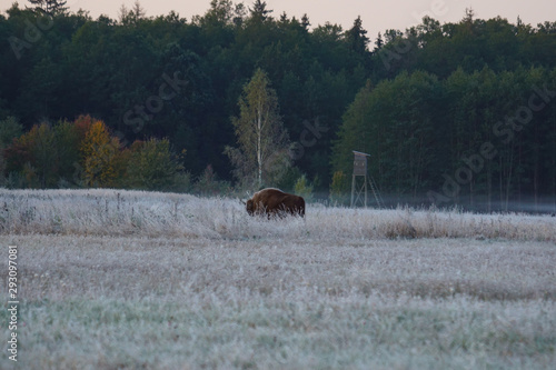 Fototapeta Naklejka Na Ścianę i Meble -  Żubr