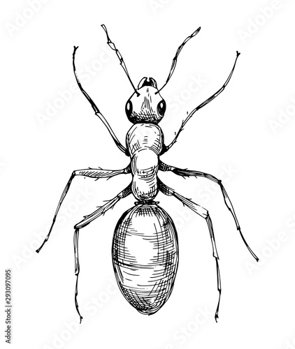 Ant sketch. Hand drawn illustration converted to vector