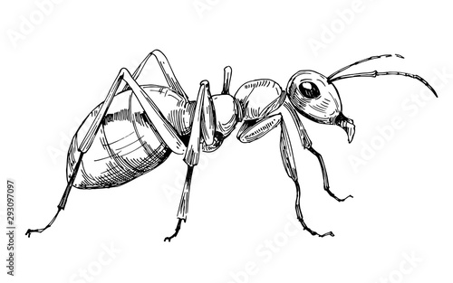 Ant sketch. Hand drawn illustration converted to vector