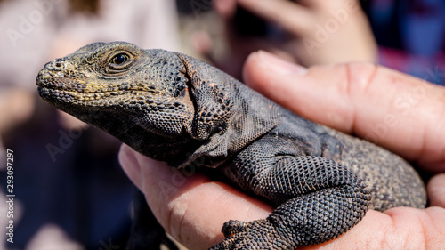 A Chuckwalla (Sauromalus ater) getting hold in the Mojave desert, USA photo