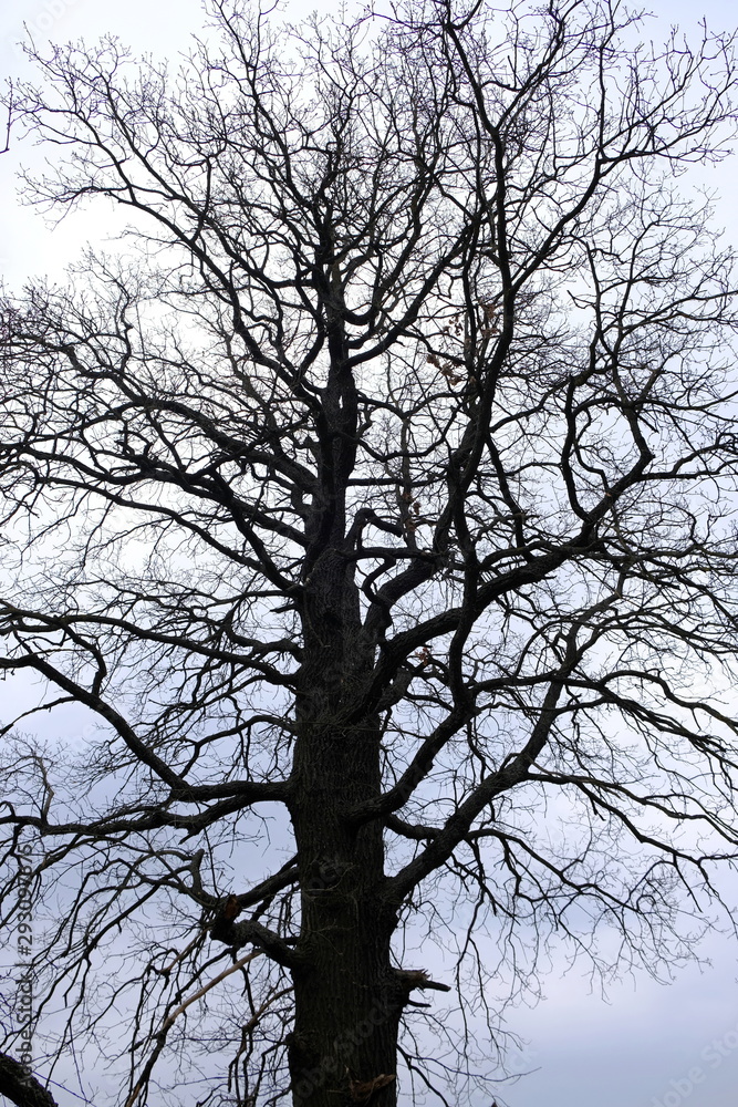 an old tree without leaves against the sky an old tree without leaves against the sky