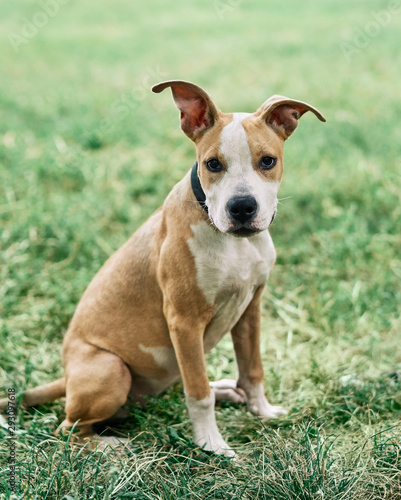 Cute small American Staffordshire Terrier puppy sitting outdoors