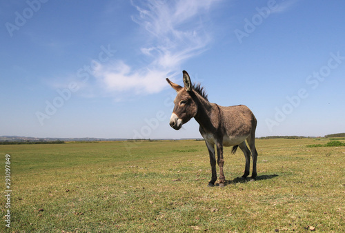 Cuadro en lienzo Funny curious donkey on the pasture
