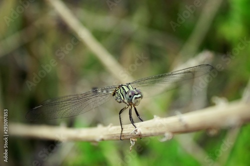 The Common Flangetail dragonfly is commonly seen in Thailand and Asia the size can be medium and large with yellow and black as pattern. Its wings are clear accented with black lined veins, dragonfly 