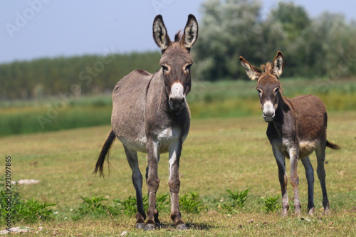 Canvas Print Two curious donkeys on the floral pasture