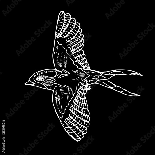 Illustration of a swallow in a profile. Flying cosmic bird. Chalk on a blackboard. photo