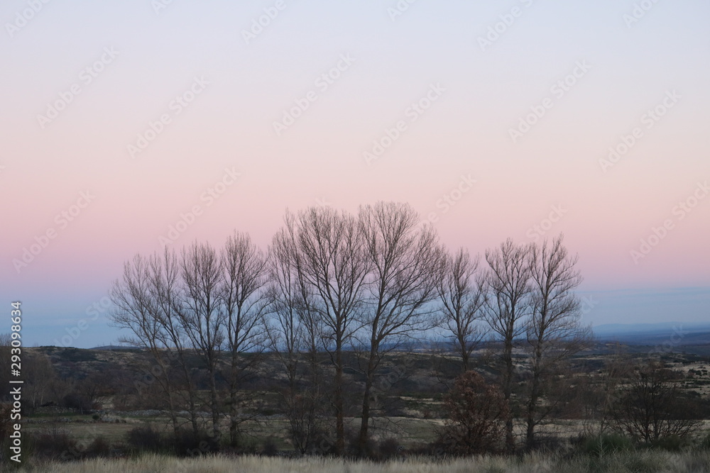 SILUETA DE LOS ÁRBOLES EN EL CREPÚSCULO DE INVIERNO