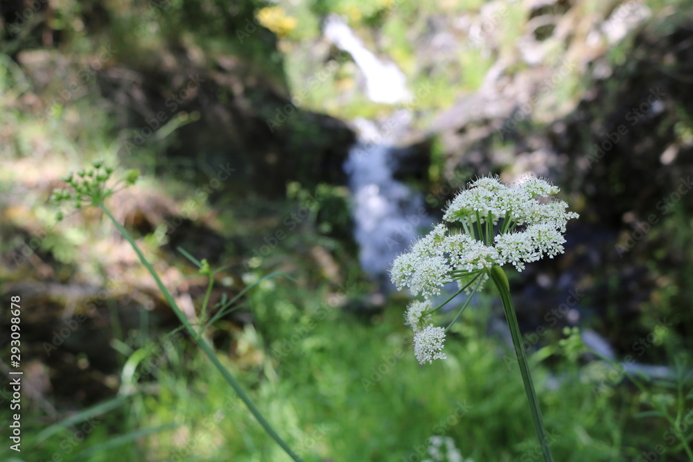 FLOR BLANCA CON UNA CASCADA DETRÁS FLOR BLANCA CON UNA CASCADA DETRÁS