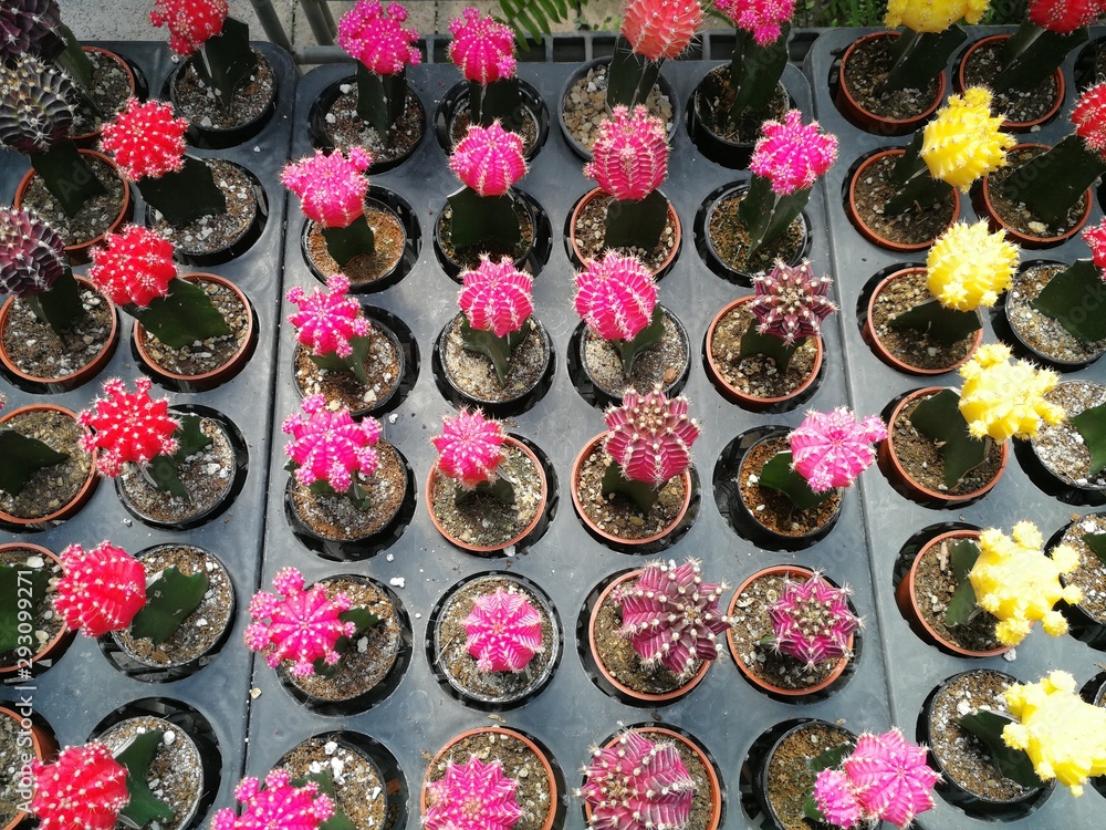 Set of cactus flowers, colorful cactus