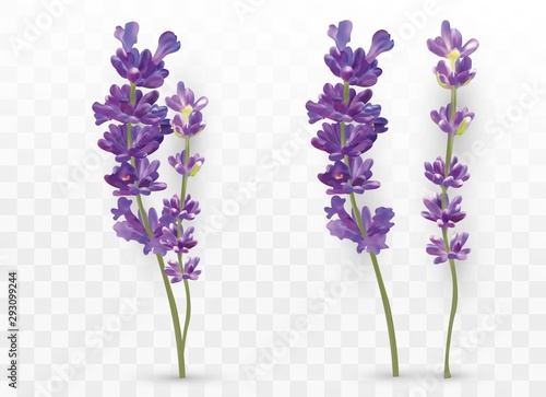 3D realistic lavender isolated on transparent background. Beautiful violet flowers. Fragrant bunch lavender. Fresh cut flower. Vector illustration