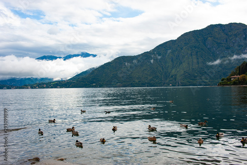 Como lake with mountains and duck