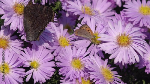 butterfly small copper  on aster