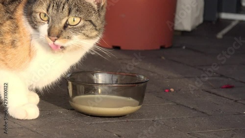 cat drinking milk on terrace