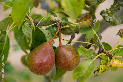 organic pears ripening on a fruit tree in an orchard