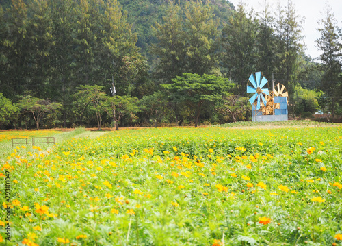 The yellow flower field with a colorful wind turbine.
