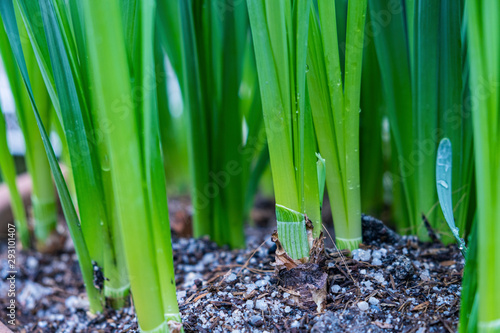 Farmer giving chemical fertilizer to young plant.