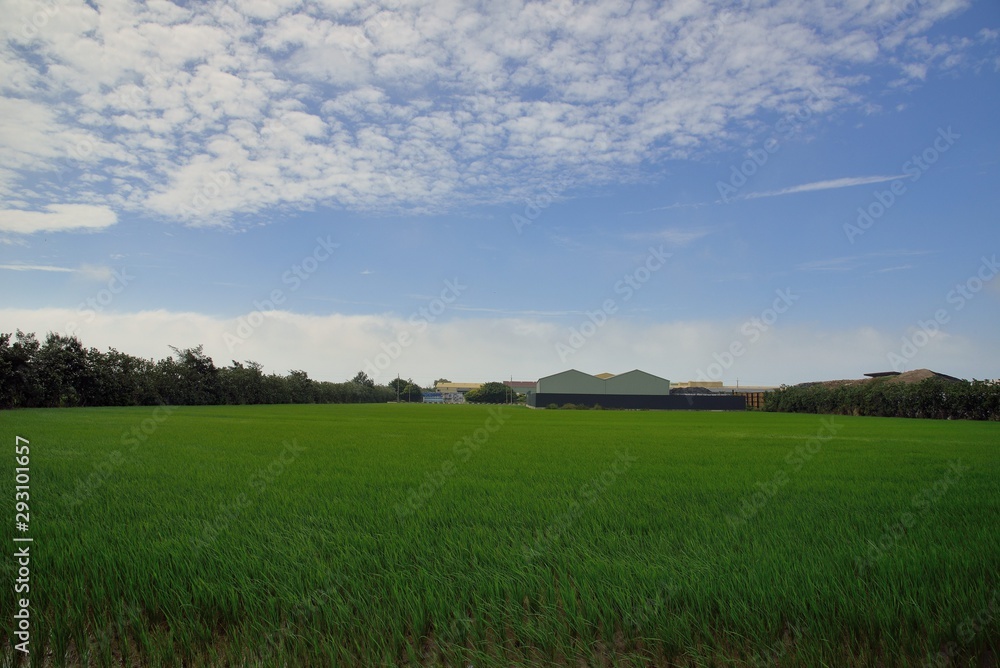 Lush green paddy in rice field ,Autumn background in the Taiwan. Lush green paddy in rice field ,Autumn background in the Taiwan.
