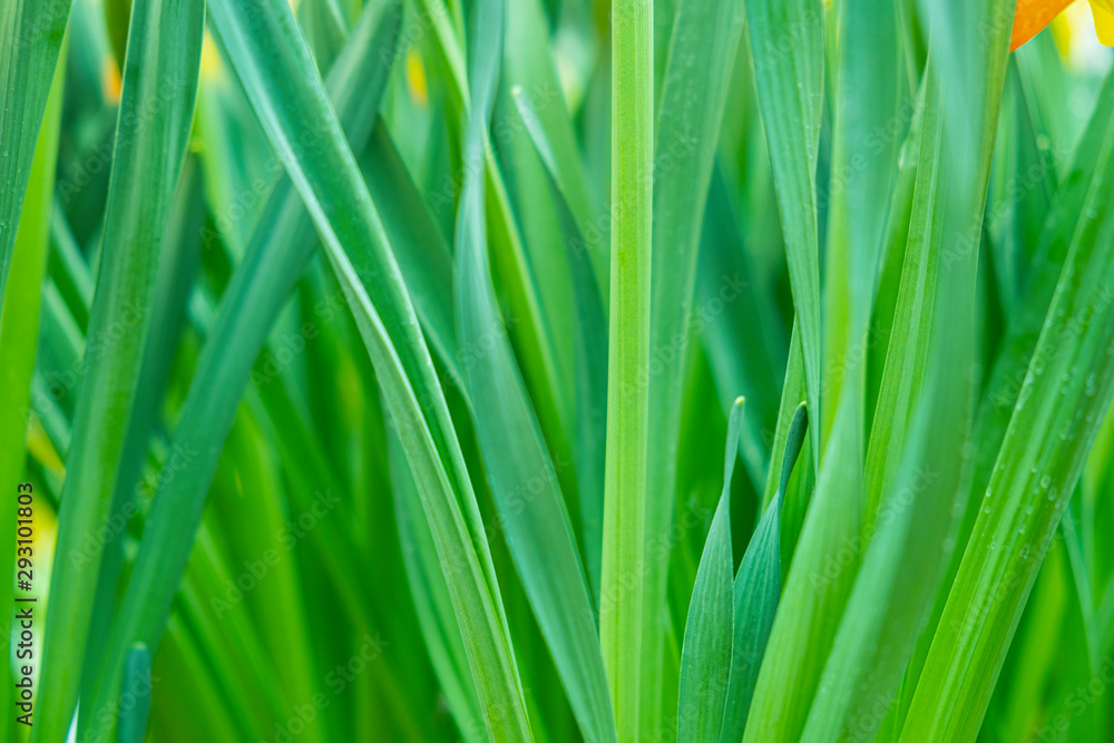 The leaves of the tulip.Concept for blurred green background. The leaves of the tulip.Concept for blurred green background.