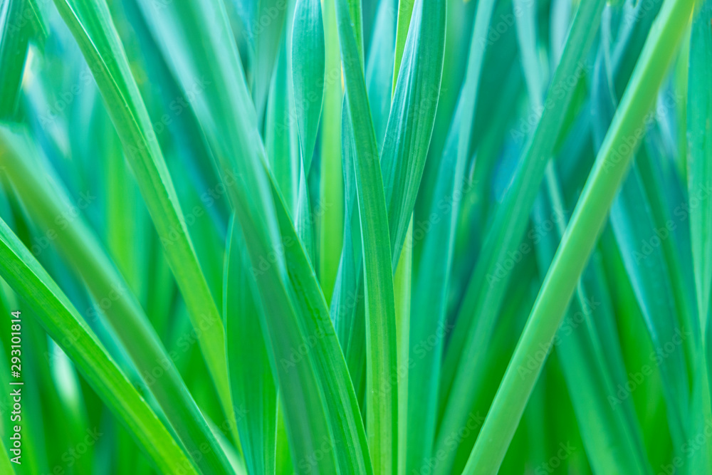 The leaves of the tulip.Concept for blurred green background. The leaves of the tulip.Concept for blurred green background.