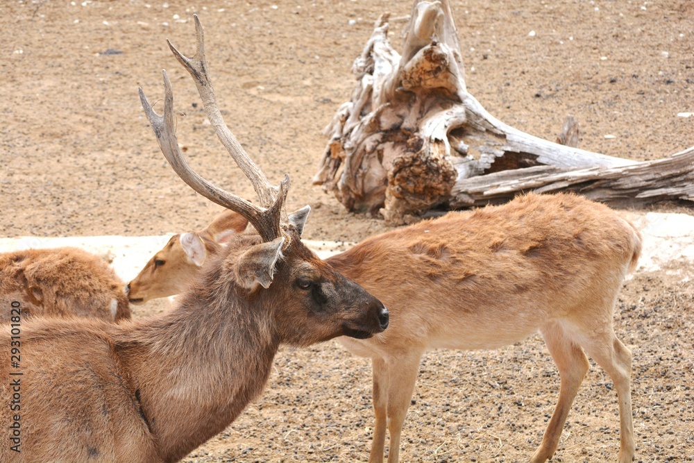 ciervo mirando fijamente