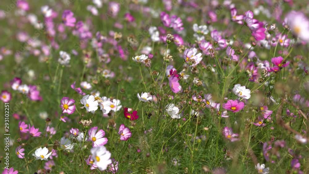 a garden of cosmos swaying in the wind, In Korea a garden of cosmos swaying in the wind, In Korea