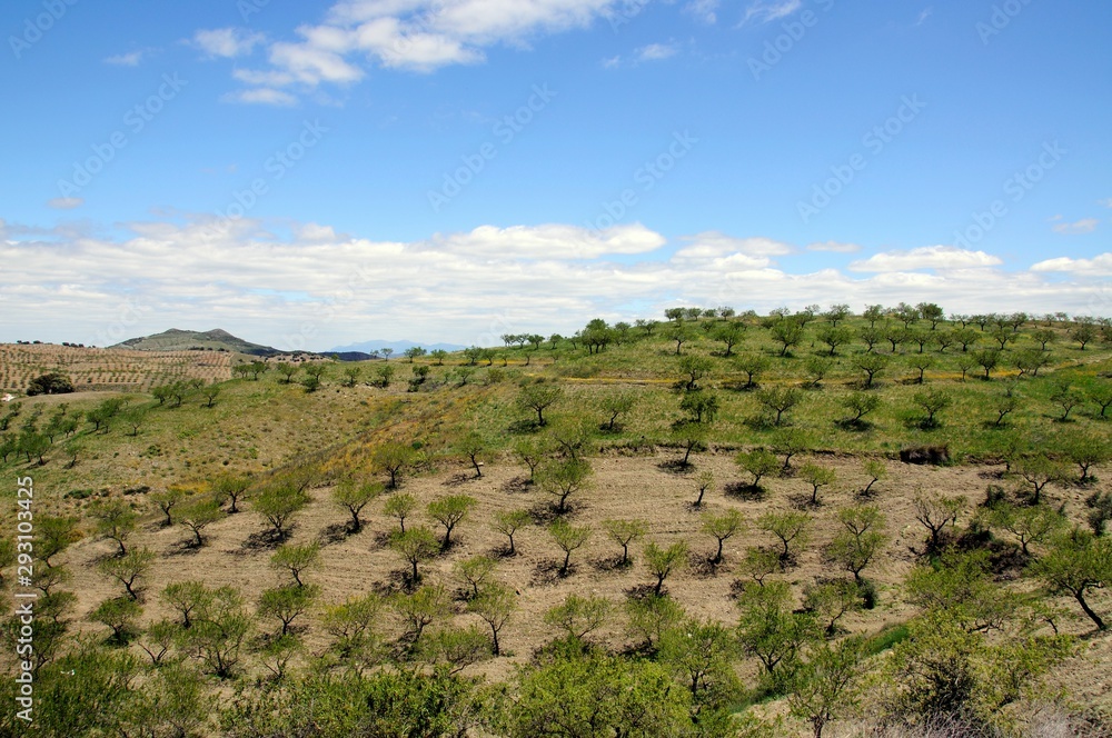 Olive trees on the rolling hillsides, Puertecico, Spain.