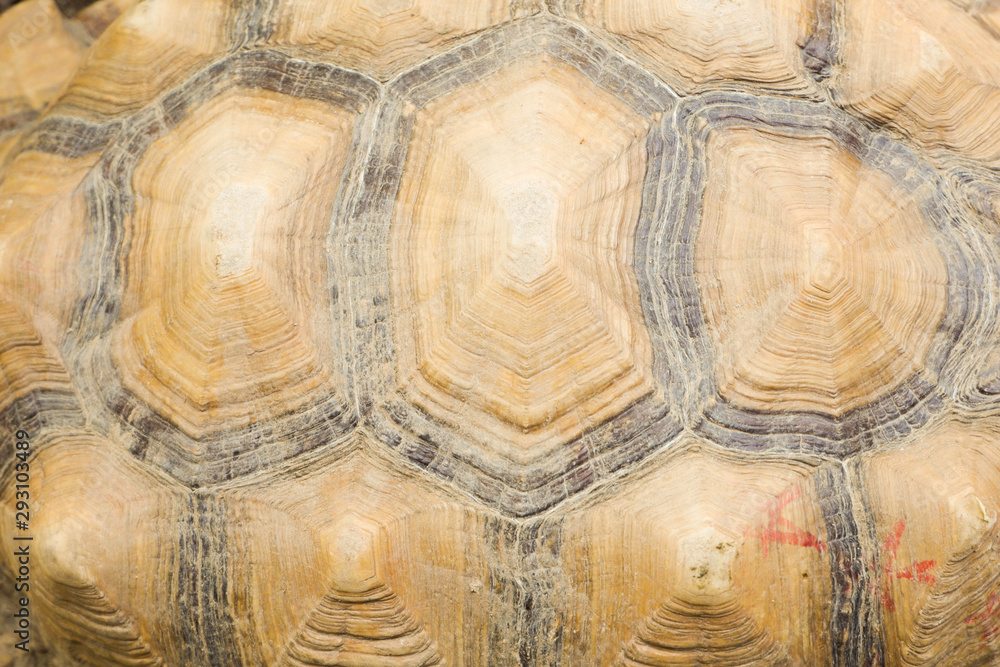 Yellow turtle shell background image Yellow turtle shell background image
