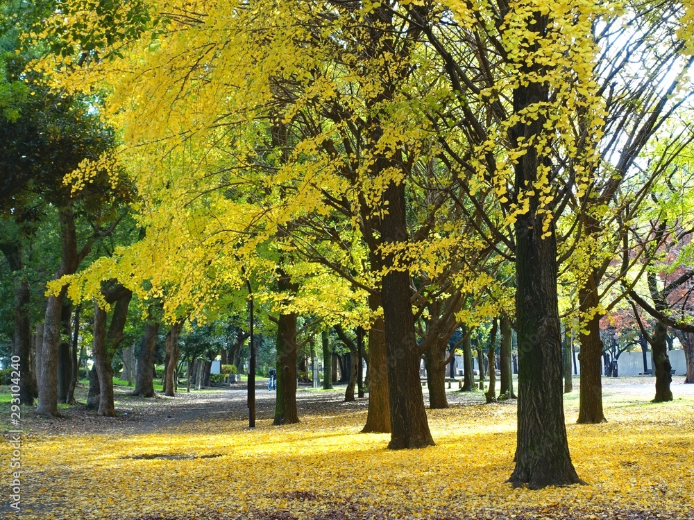 Naklejka premium 黄色く色付いた蘆花公園のイチョウ