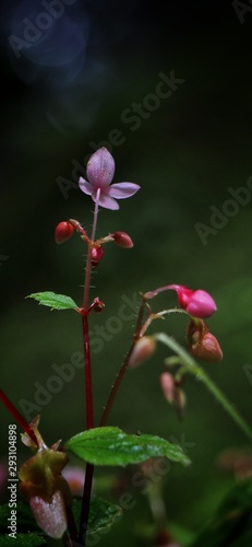 pink flower on background of green leaves