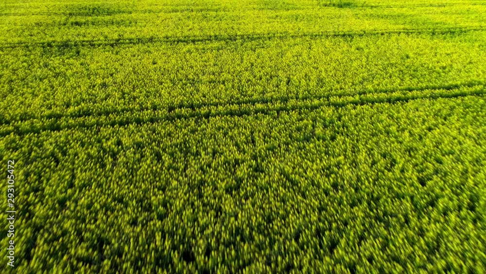 Yellow Canola Farm Fields Yellow Canola Farm Fields