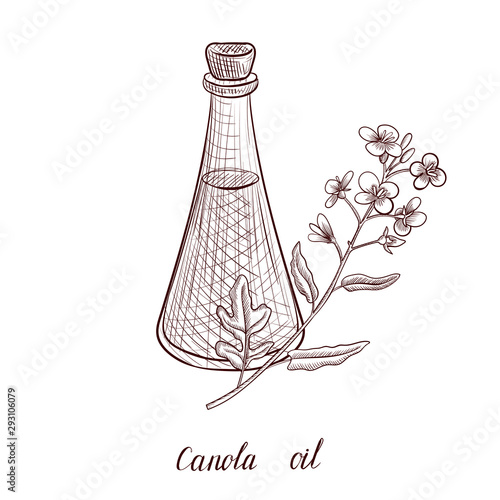 vector drawing canola oil