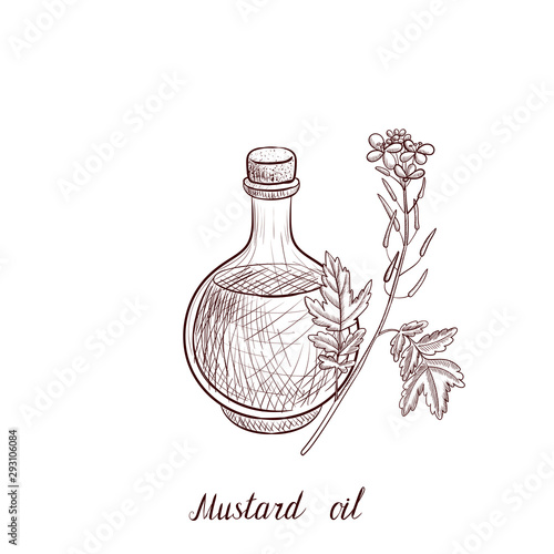 vector drawing mustard oil
