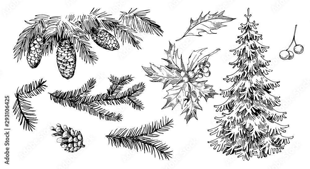 Winter plants: holly, cones, spruce. Hand drawn illustration converted to vector - obrazy, fototapety, plakaty 