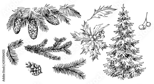 Winter plants: holly, cones, spruce. Hand drawn illustration converted to vector