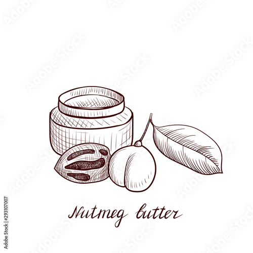 vector drawing nutmeg butter