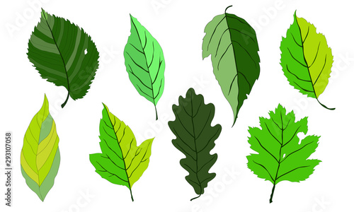 Vector illustration, set. Green leaves, oak leaf, maple leaf.