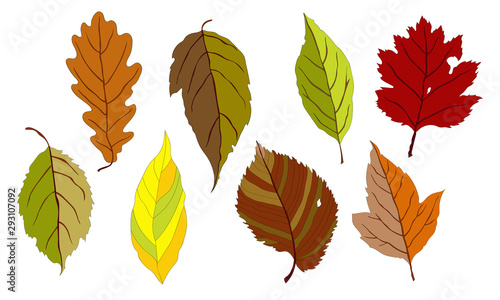 Vector illustration, set. Leaves of shades of autumn, brown, yellow, orange, red. Oak leaf, maple leaf.