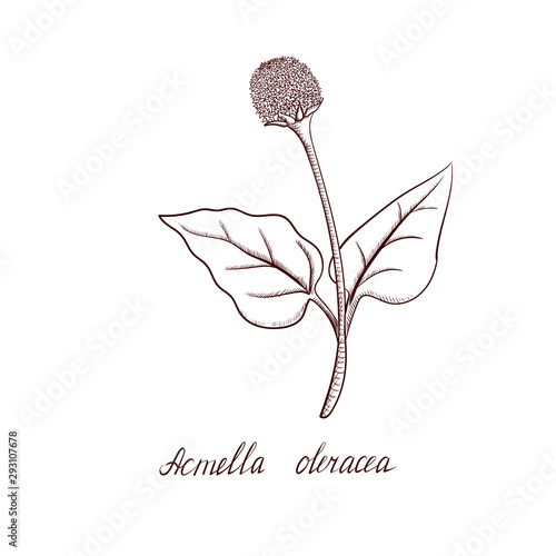 vector drawing Acmella oleracea plant photo