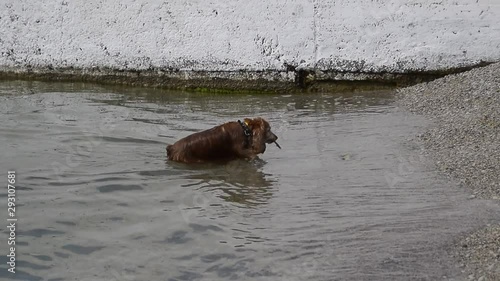 Dog emerges from the sea ashore and carries a stick in his teeth