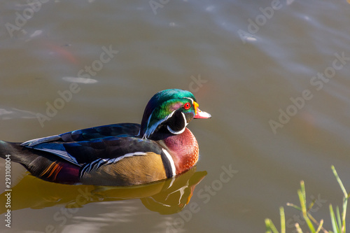 View of multicolored duck in a pond