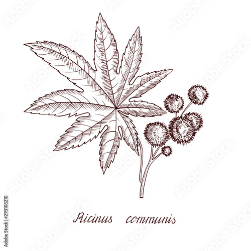 vector drawing castor plant