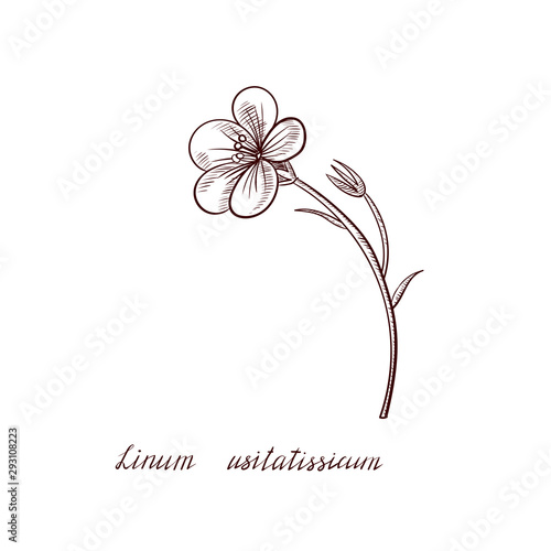 vector drawing flax plant