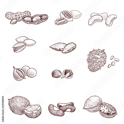 vector drawing nuts