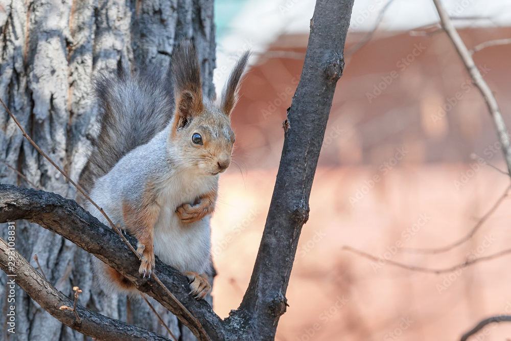forest squirrel, fluffy animal sits on a tree forest squirrel, fluffy animal sits on a tree